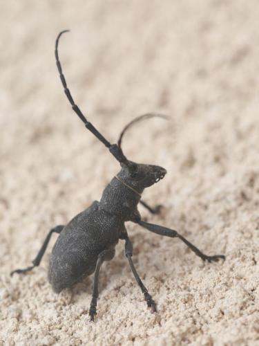 Morimus asper
