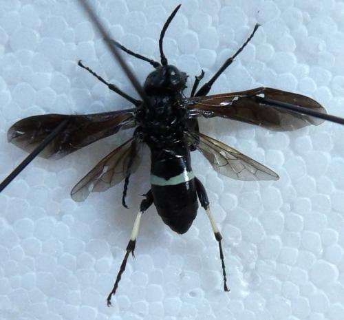 Cephaledo bifasciata bifasciata