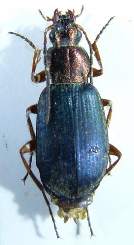 Réf. 255 398 : Chlaenius chrysocephalus