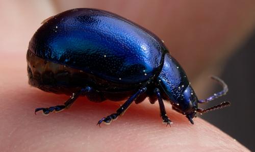 Chrysolina coerulans