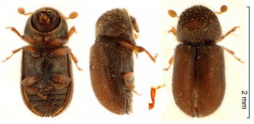 Réf. 255 342 : Cryphalus numidicus