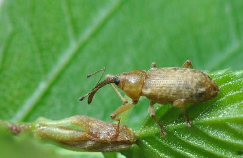 Réf. 255 551 : Dorytomus longimanus