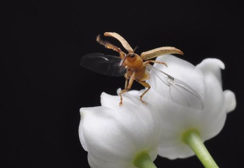 Réf. 255 550 : Dorytomus longimanus