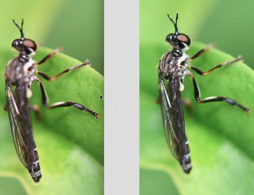 Dioctria hyalipennis