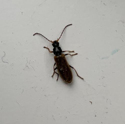 Réf. 255 431 : Rhagonycha sp.