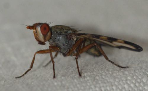 Otites lamed
