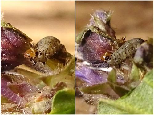 Réf. 255 103 : Cnephasia sp.