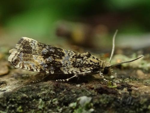 Celypha lacunana