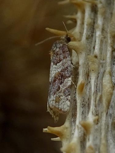 Réf. 255 410 : Argyrotaenia ljungiana