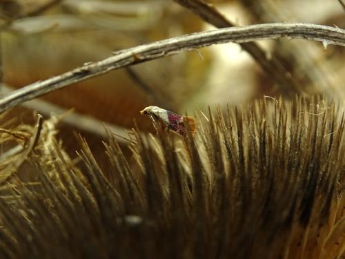 Diceratura ostrinana