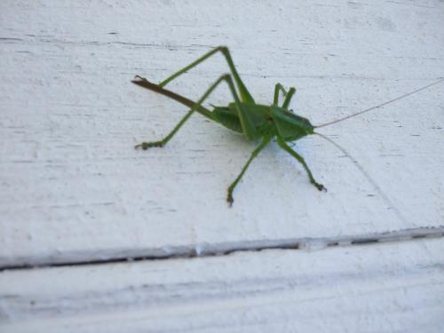 Tettigonia viridissima