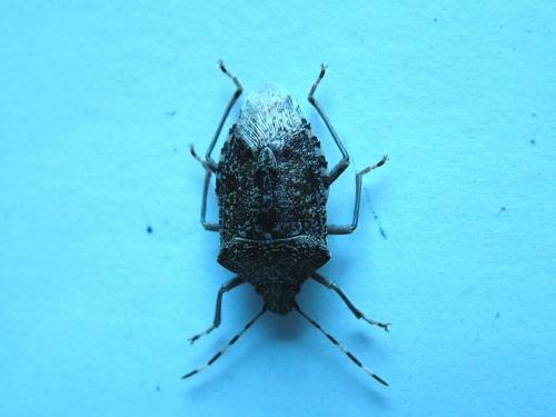 Réf. 255 912 : Rhaphigaster nebulosa