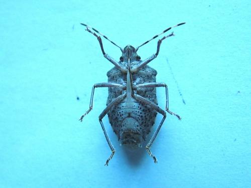 Réf. 255 913 : Rhaphigaster nebulosa