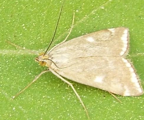 Loxostege sticticalis