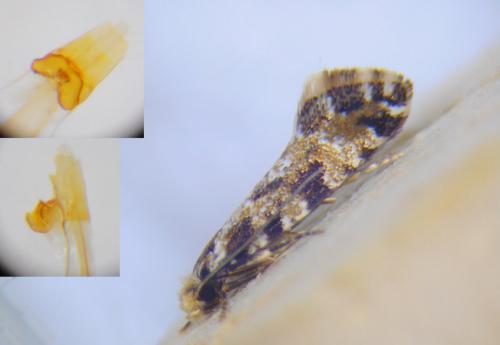 Réf. 255 743 : Nemapogon variatella