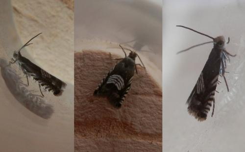 Réf. 255 859 : Grapholita compositella