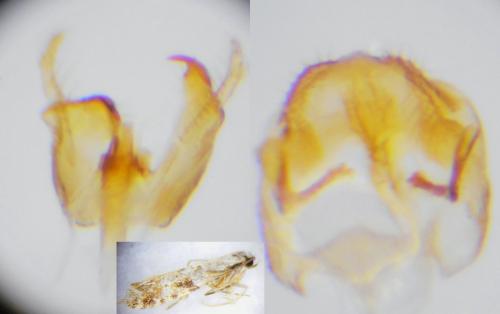 Réf. 255 906 : Nemapogon variatella