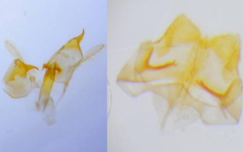 Réf. 255 942 : Nemapogon variatella