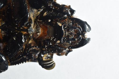 Réf. 255 093 : Passalus interruptus