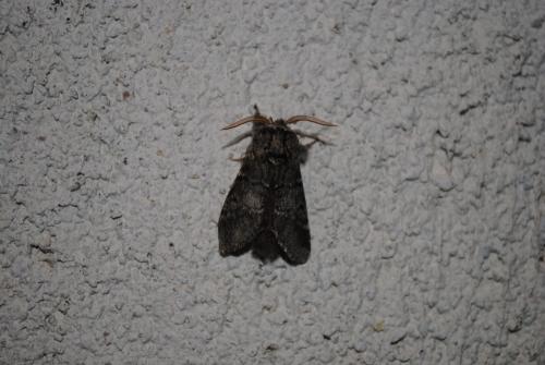 Drymonia ruficornis