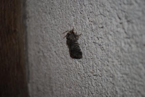 Drymonia ruficornis