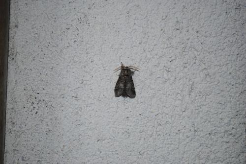 Drymonia ruficornis