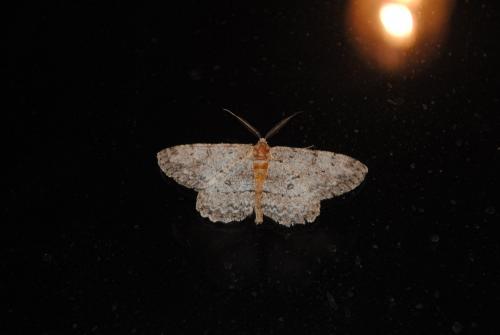 Réf. 255 007 : Hypomecis punctinalis