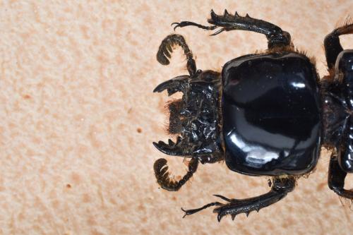 Pelopides gravidus