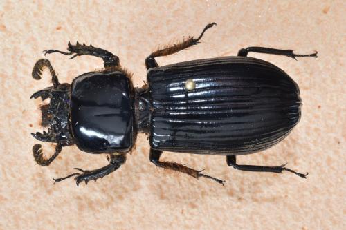 Pelopides gravidus