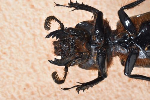 Pelopides gravidus