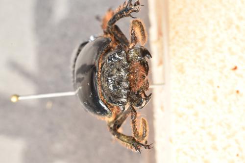 Réf. 255 501 : Pelopides gravidus