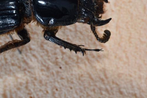 Pelopides gravidus