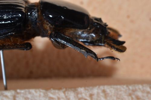 Pelopides gravidus