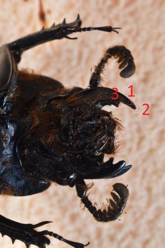 Pelopides gravidus
