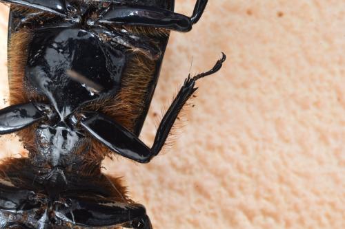 Pelopides gravidus