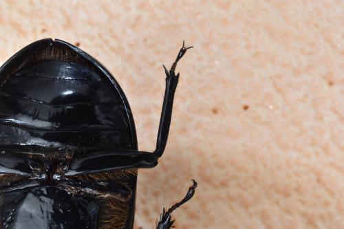 Pelopides gravidus