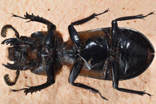 Pelopides gravidus