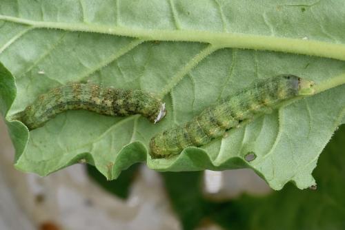 Réf. 255 254 : Trigonophora flammea