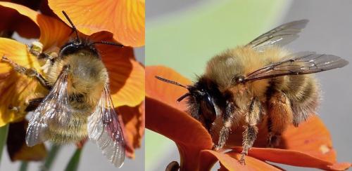 Anthophora plumipes