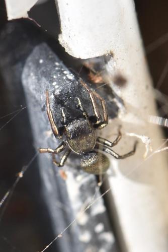 Heliophanus cupreus