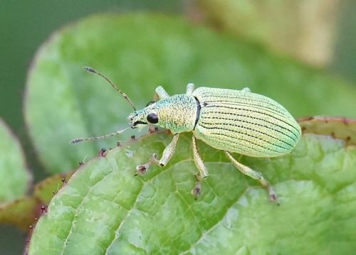 Réf. 255 856 : Polydrusus formosus