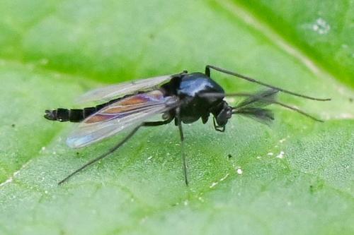 Réf. 255 606 : Orthocladiinae inconnu