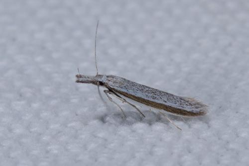 Réf. 255 145 : Pleurota ericella