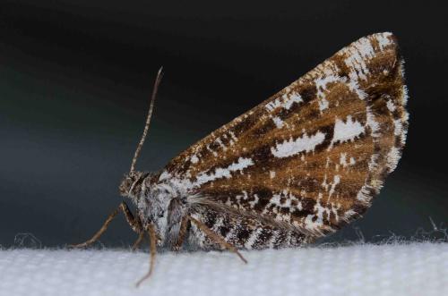 Réf. 255 477 : Bupalus piniaria