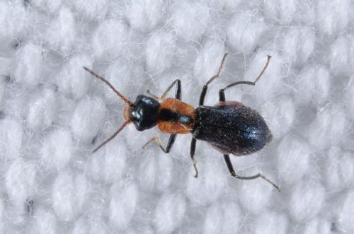 Réf. 255 920 : Cyrtosus cyanipennis