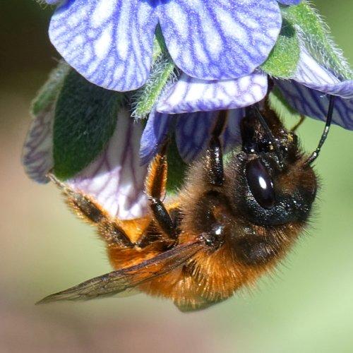 Osmia tricornis
