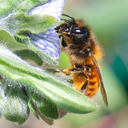 Osmia tricornis