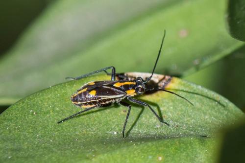 Capsodes sulcatus