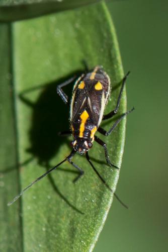 Capsodes sulcatus