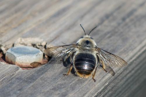 Réf. 255 293 : Xylocopa cantabrita